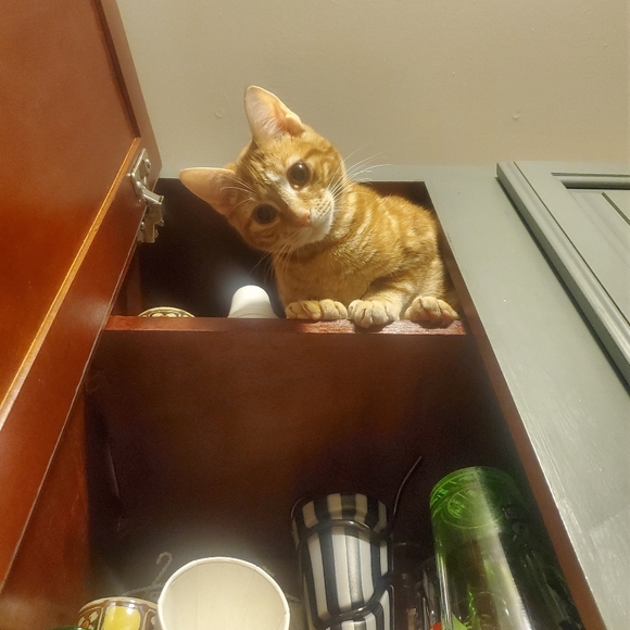 I RESCUE KITTIES & TNR - Picture 9 of 16